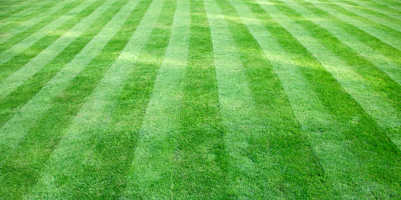 Striped lawn