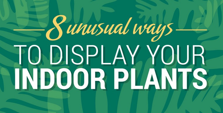 8 unusual ways to display your indoor plants