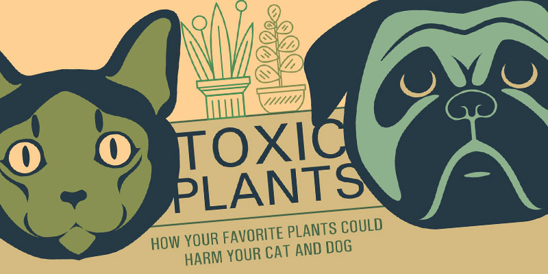 Toxic Plants
