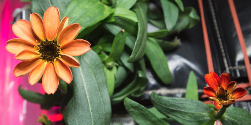 Zinnias on the International Space Station