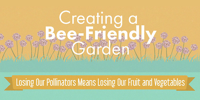 Creating a bee friendly garden