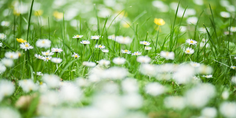 Lawn weeds
