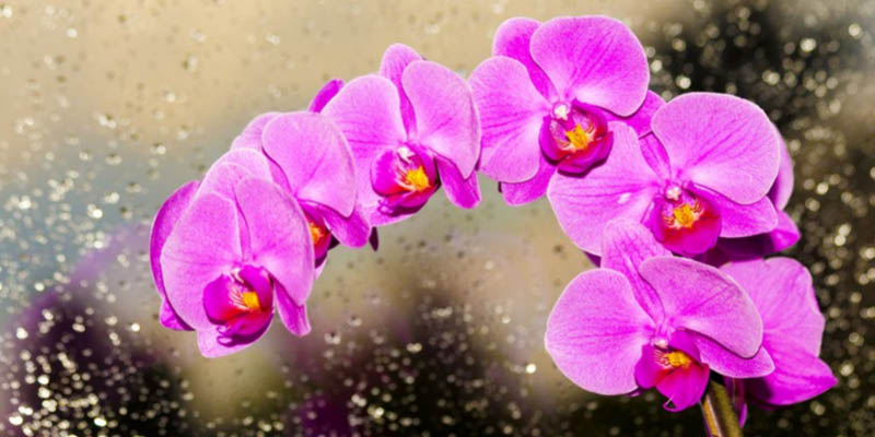 Orchids