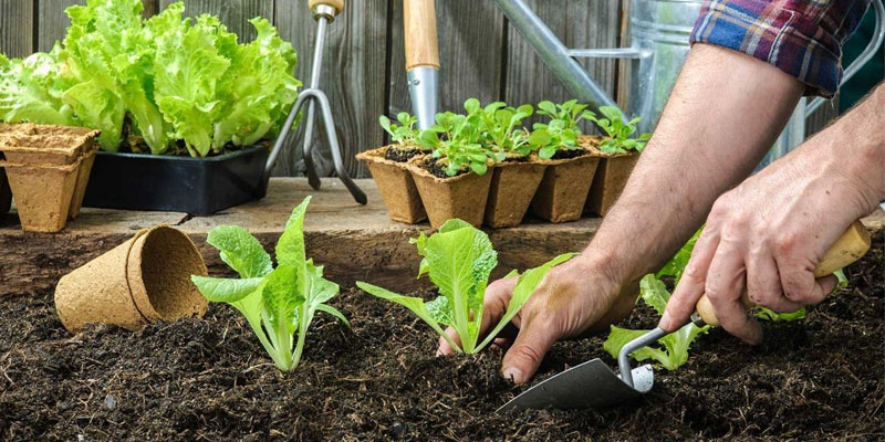 Vegetable Garden