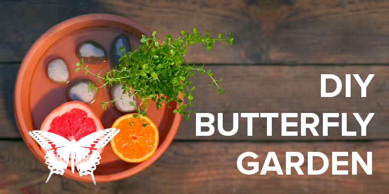 DIY butterfly garden