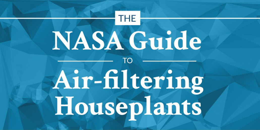 NASA guide to air-filtering houseplants