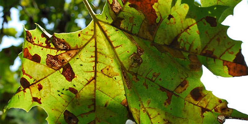 Tree diseases