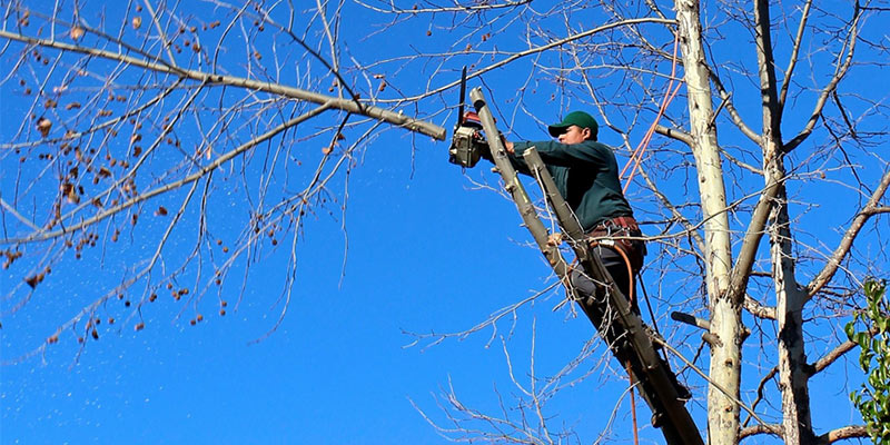 Tree pruning