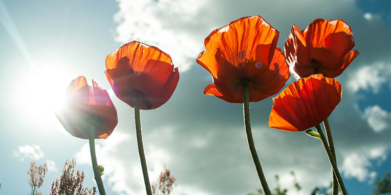 flowers and sunlight