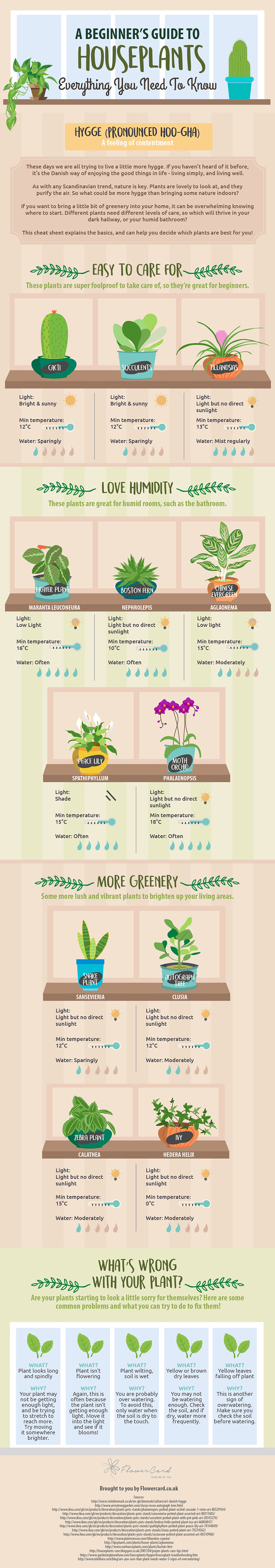 A beginner's guide to houseplants