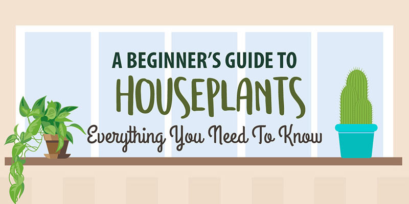 A beginner's guide to houseplants