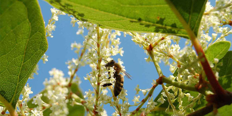 Japanese knotweed