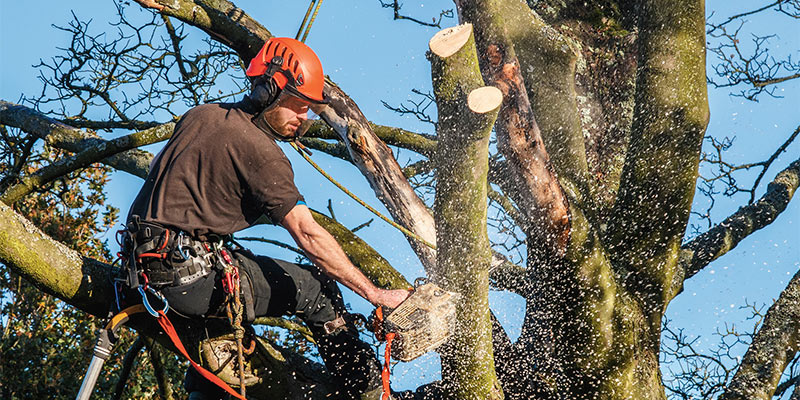 tree pruning