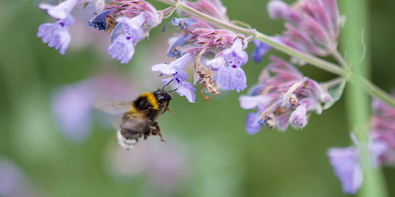 bee and flowers
