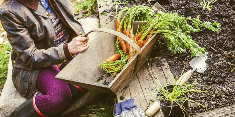 winter gardening