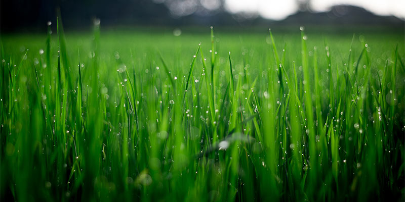 lawn perfection