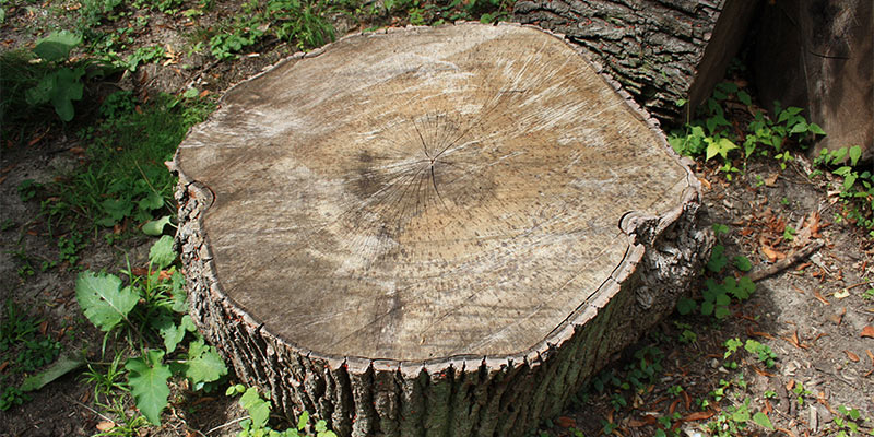 tree stump