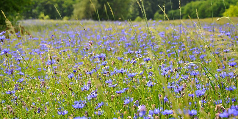 wildflower meadow