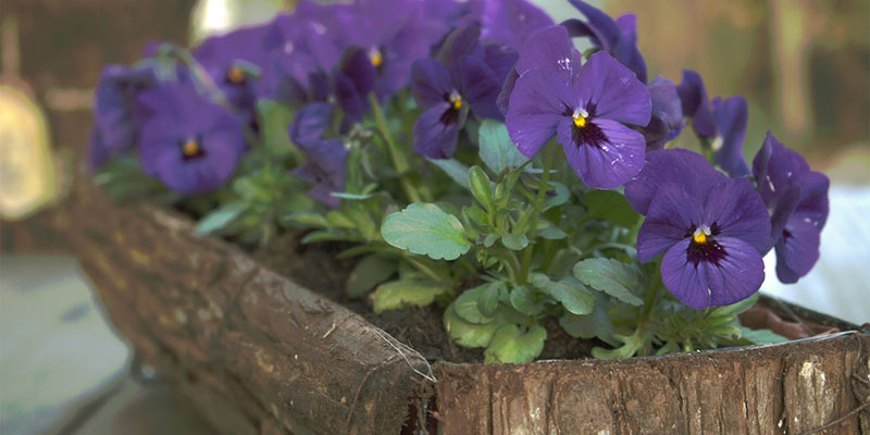 flowers on patio