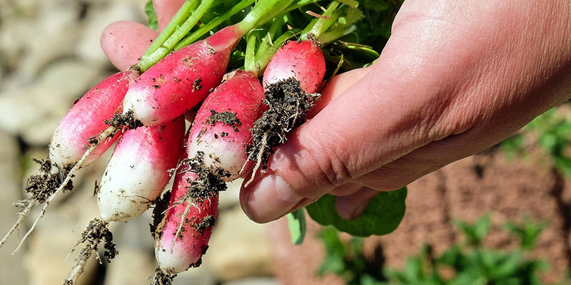gardening trends