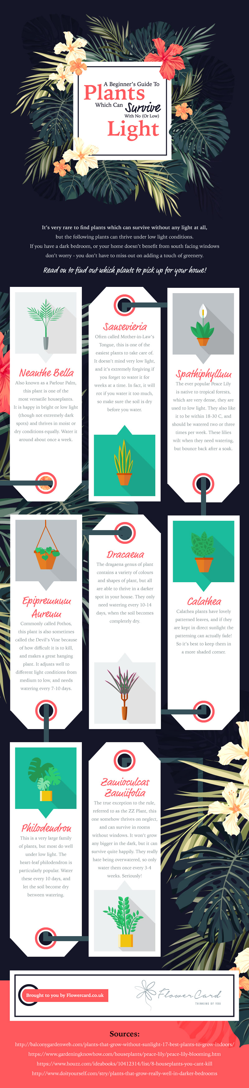 low-light plants infographic
