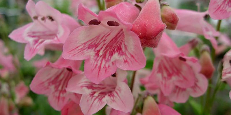 pink flowers