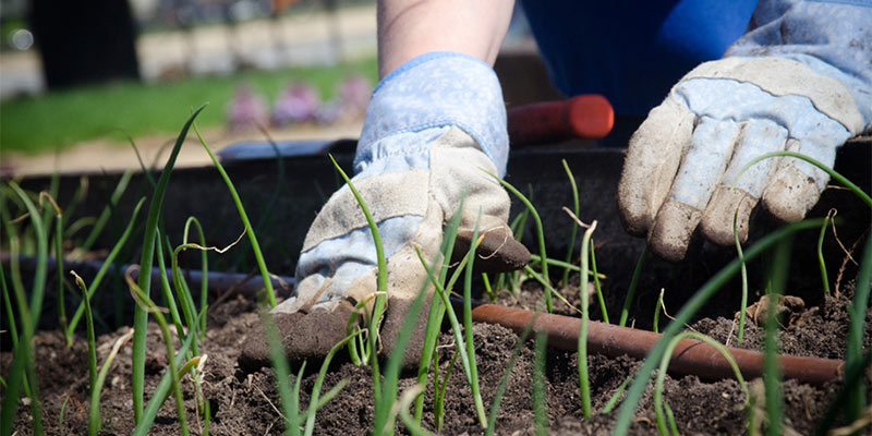 gardening mistakes