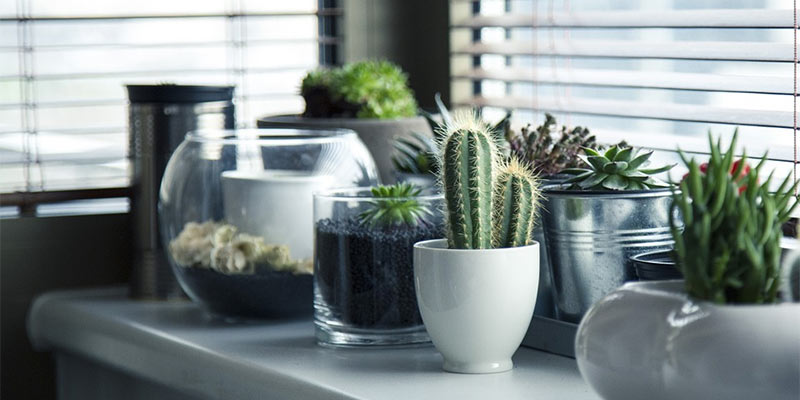 indoor plants