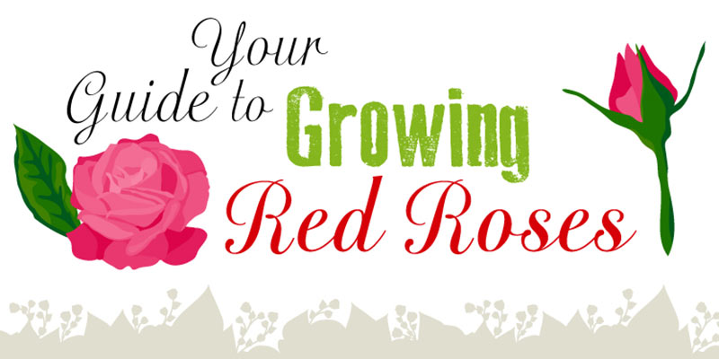 Your guide to growing red roses