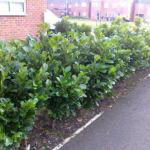 hedges