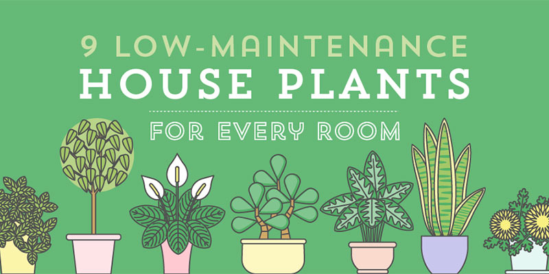 9 low maintenance houseplants