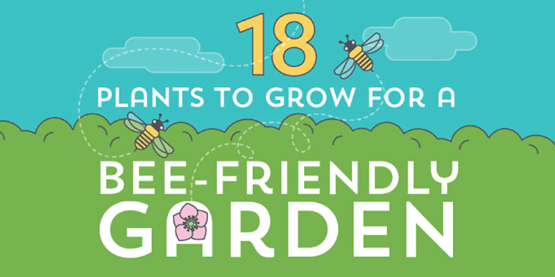bee friendly garden