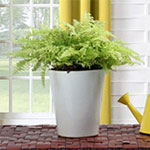 boston fern