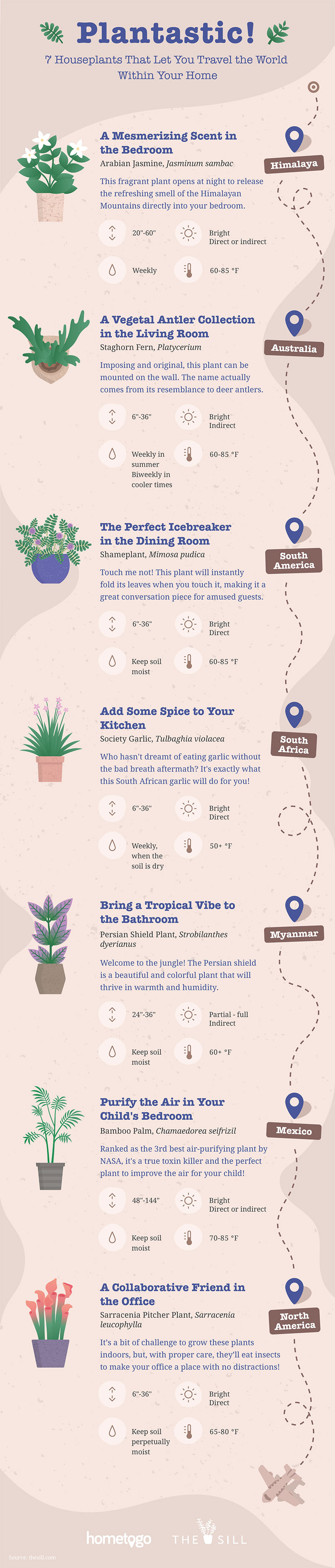 houseplants infographic