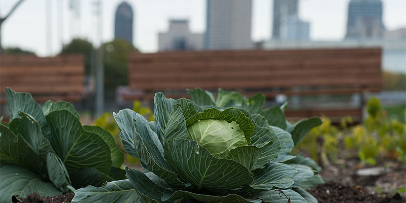 urban garden