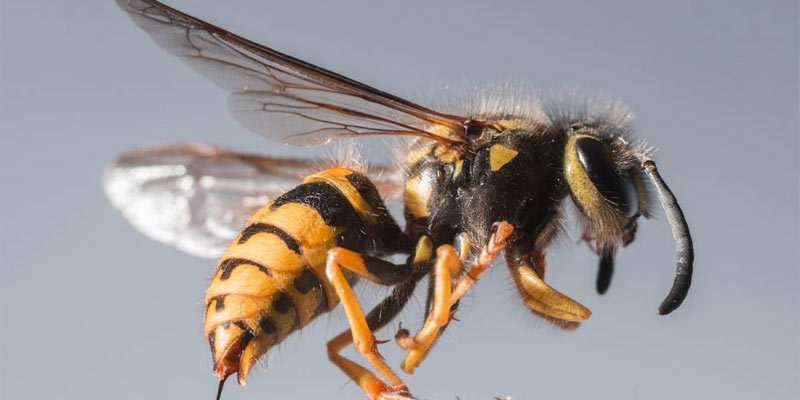 wasp