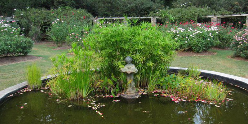 water garden