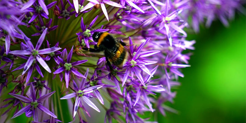 summer gardening