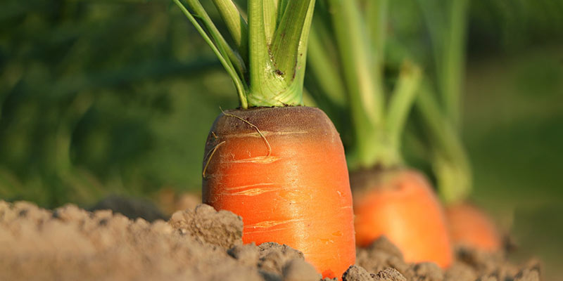 vegetable garden