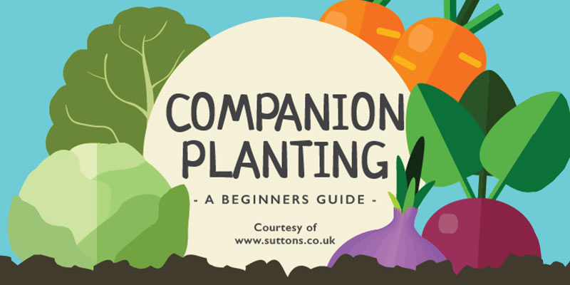 companion planting main