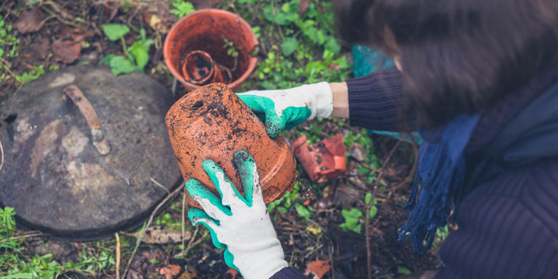 winter gardening