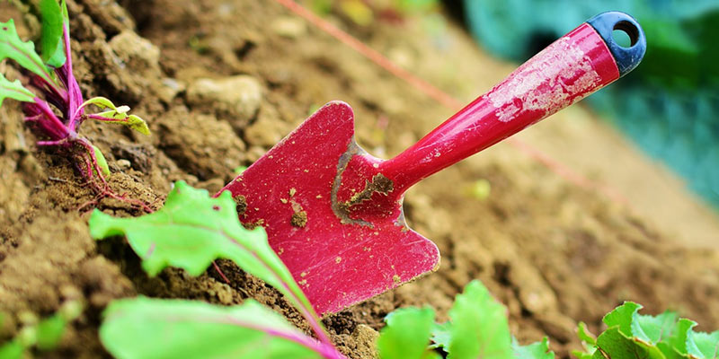 companion planting