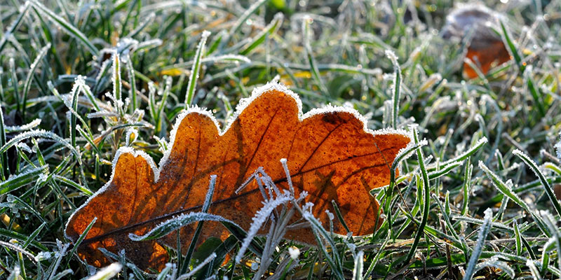 winter gardening