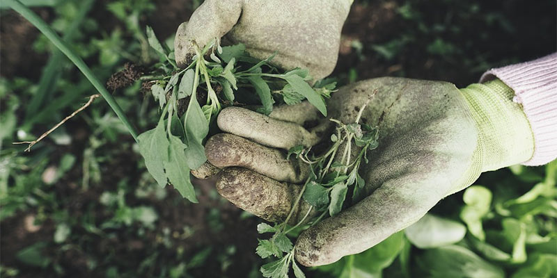 removing weeds