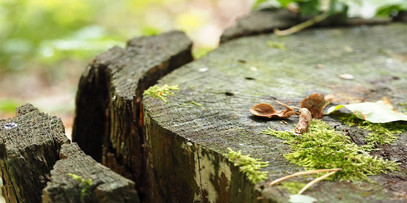 tree stump