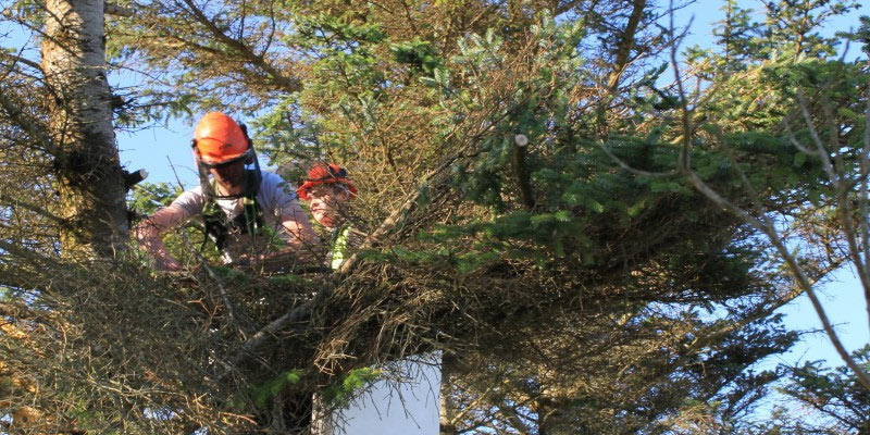 tree pruning