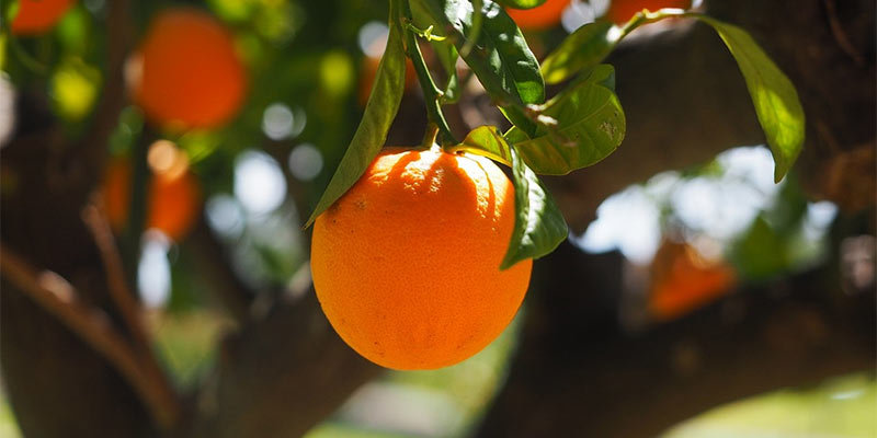 citrus fruit