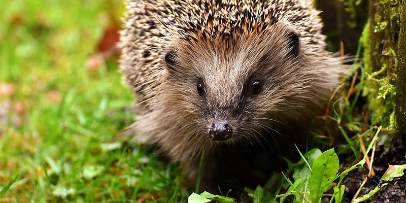 garden wildlife