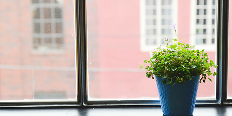 office plants