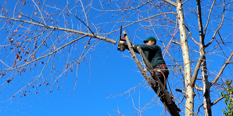 arborist